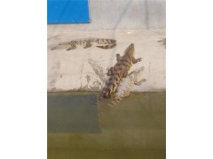 遷安市有養(yǎng)殖鱷魚龜?shù)膯? onerror=
