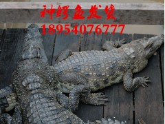 衡水市鱷魚(yú)肉多少錢(qián)一斤