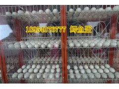 廣西賀州市鱷魚養(yǎng)殖場在哪里60公分鱷魚多少錢