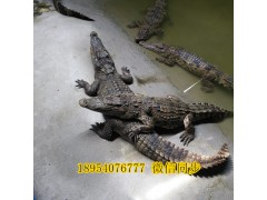 廣西玉林市鱷魚養(yǎng)殖場在哪里鱷魚蛋多少錢