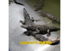 張家界鱷魚養(yǎng)殖場聯(lián)系方式