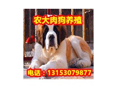 肉狗養(yǎng)殖場(chǎng)