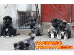 肉狗苗價格
