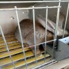 今日活兔最新價(jià)格 ,山西肉兔種兔多少錢一只