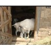 奶山羊品种￥奶山羊出售￥河南奶山羊