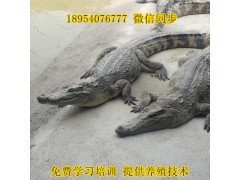 淄博哪里有鱷魚養(yǎng)殖場