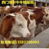 現(xiàn)在三個(gè)月小肉牛犢價(jià)格