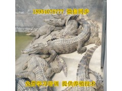 黑河鱷魚養(yǎng)殖場暖棚建設(shè)