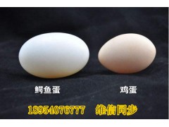 長(zhǎng)沙鱷魚(yú)養(yǎng)殖場(chǎng)建設(shè)圖紙