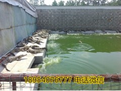 七臺(tái)河寵物鱷魚多少錢一條