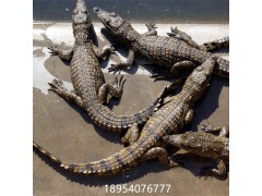 銅陵鱷魚(yú)養(yǎng)殖場(chǎng)建設(shè)圖紙