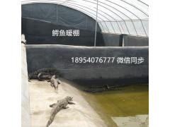 阜新商品鱷魚多少錢一斤