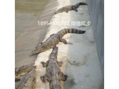 東臺(tái)鱷魚養(yǎng)殖場(chǎng)水池建設(shè)