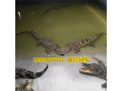 聊城白條鱷魚肉批發(fā)價(jià)格