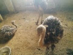 河北鴕鳥苗多少錢一只 養(yǎng)100只鴕鳥一年的利潤