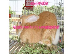 虎皮黃兔有多長(zhǎng)壽命