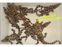 福建三明市鱷魚(yú)苗批發(fā)多少錢(qián)一條
