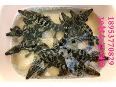 福建邵武市商品鱷魚多少錢一斤