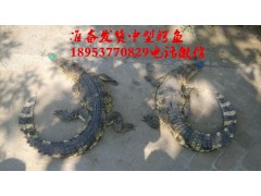 福建三明市鱷魚養(yǎng)殖場(chǎng)地址方位