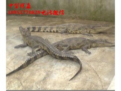 福建三明市寵物鱷魚(yú)多少錢(qián)一條
