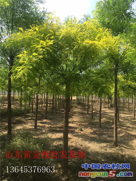 2294637_副本