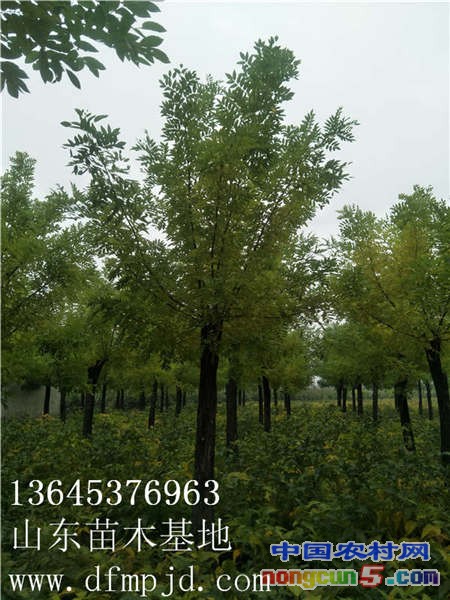 QQ圖片20180917163208_副本