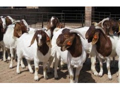 波尔山羊图片今日波尔山羊羊苗价格