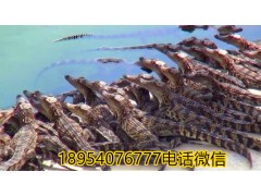 福建福鼎市30公分鳄鱼苗多少钱