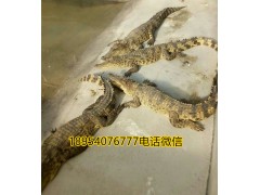 福建南平市商品鳄鱼活体多少钱一斤
