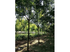 菏泽出售8-10-12公分国槐树 自家苗圃 量大优惠