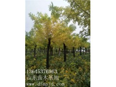 山東菏澤金枝槐12-15-18公分價(jià)格