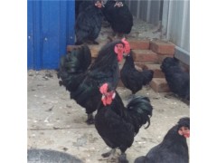 元宝鸡介绍,元宝鸡养殖技术 元宝鸡价格