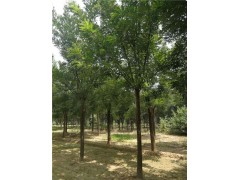 苗圃大量供應(yīng)5/8-10公分國槐苗 建設(shè)美麗鄉(xiāng)村
