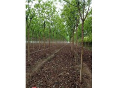 河南哪里有國槐苗圃基地 8-10-12公分國槐價格