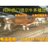 養(yǎng)牛什么品種好