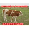 哪里有種牛