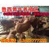 市場小西門塔爾牛的價格