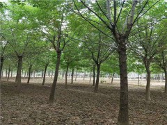綠化苗木白蠟樹12公分多少錢一棵