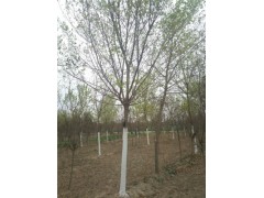 湘潭25公分白蠟基地種植多棵