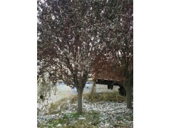 嘉興30公分白蠟種植基地在哪里