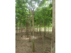 北京18公分國槐種植基地在哪里