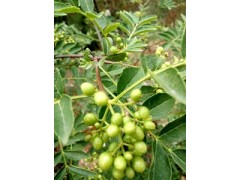花椒苗大紅袍花椒苗獅子頭花椒苗山東花椒苗基地出售花椒苗價格