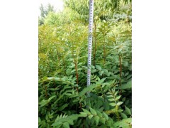 九葉青花椒苗南方種植不抗凍北方種植大紅袍花椒苗