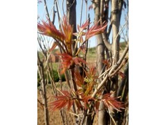 香椿苗紅油香椿苗的價(jià)格香椿苗基地誰(shuí)家香椿苗成活率高