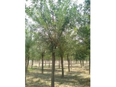 呂深12公分櫻花種植基地在哪啦
