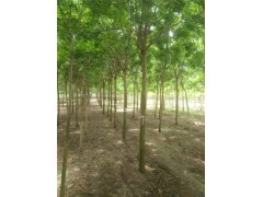 宿遷10公分紫葉李種植基地在哪