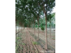 河北白蠟樹18公分價格