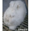 2018年长毛兔价格走势预测,长毛兔多少钱一斤