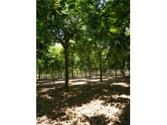 重慶5公分國槐種植基地在哪