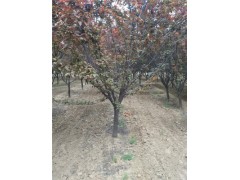 新鄉(xiāng)18公分國槐基地哪里有賣的